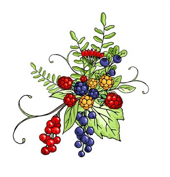 Vector Bouquet of berries isolated on white background
