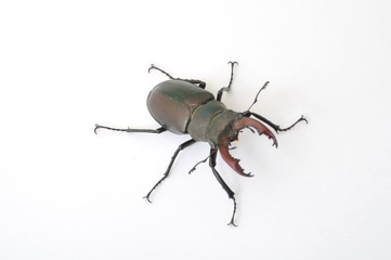 Stag beetle - Lucanus cervus