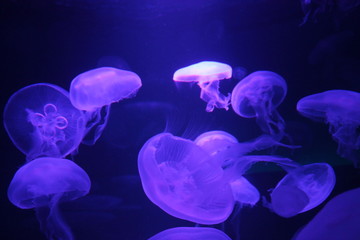 jellyfish violet purple bioluminescence purple sea ocean organism (moon jellyfish) Jump to: navigation,  Aurelia aurita Aurelia aurita, Red Sea Scientific classification  Kingdom: Animalia Phylum  © cheekylorns