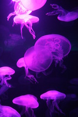 jellyfish bioluminescence sea ocean organism (moon jellyfish) Jump to: navigation,  Aurelia aurita Aurelia aurita, Red Sea Scientific classification  Kingdom: Animalia Phylum 