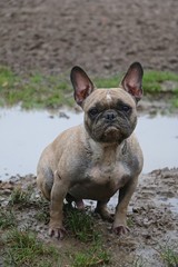 Fototapeta premium dreckige bulldogge