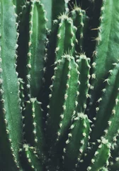 Wandcirkels aluminium Close up van cactus in de tuin © giftography