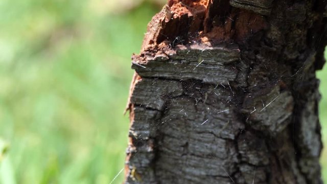 A Spiders Web on a tree and nice out of focus background with space for your text or logo , full hd and 4k. Nature and wildlife concept.