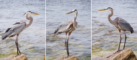 Three Photos of a Blue Heron on a Rock