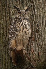 Hibou grand duc