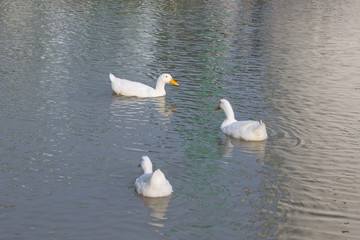 a group of ducks
