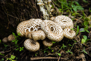 Mushrooms in forest