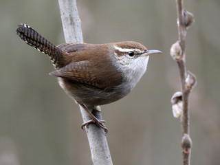 Bewick's Wren Profile