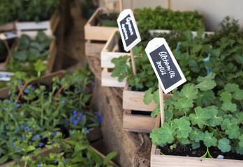 Aromatic plants for sale, selective focus.