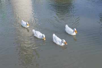 a group of ducks
