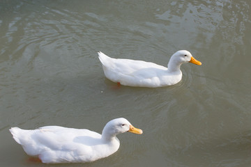 Fototapeta premium a group of ducks