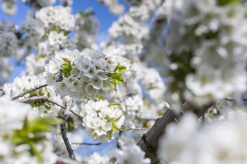 A branch of white flowers of cherry tree against a blue sky in spring