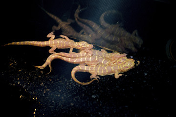 Albino baby american alligators