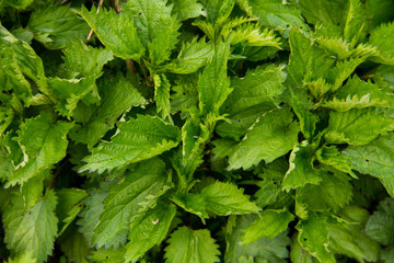 Green nettle background