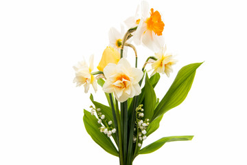 Obraz na płótnie Canvas Daffodil flower isolated