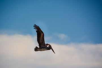 Pelikan im Flug 