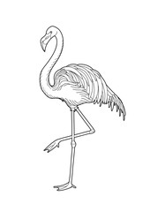 Cute graphic flamingo © Ekaterina Glazkova