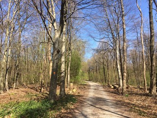 Waldweg im Frühling