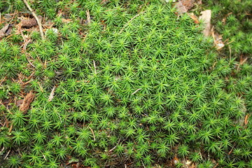 Widertonmoos (Frauenhaarmoos) auf dem Waldboden