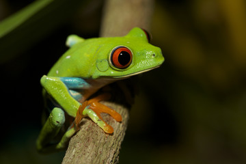 Red eyed tree frog in Costa Rica