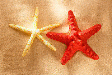 Fototapeta na wymiar Red and white sea stars