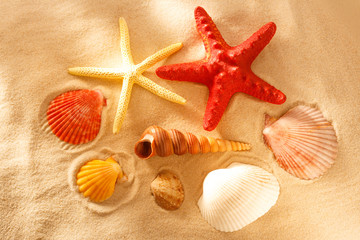Collection of sea shells and stars
