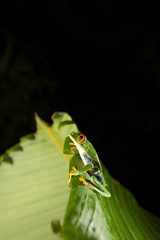 Red eyed tree frog in Costa Rica