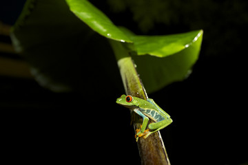 Red eyed tree frog in Costa Rica