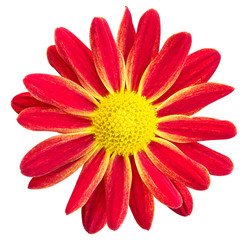 Red chrysanthemums daisy flower isolated on white with clipping path