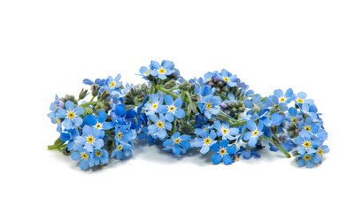 Forget-me-not flowers isolated