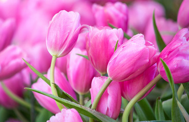 Fototapeta premium Pink tulip flower fields blooming in the garden