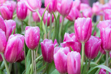 Pink tulip flower fields blooming in the garden