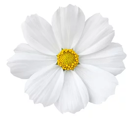 Crédence de cuisine en verre imprimé Fleurs White cosmos flower isolated on white with clipping path