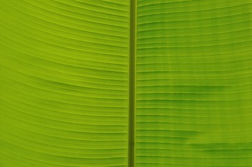 Green Leaf close-up.
