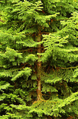 Pine Tree Lush Green Forest