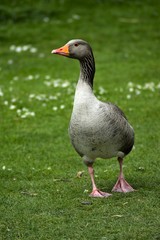 Duck walking on the grass