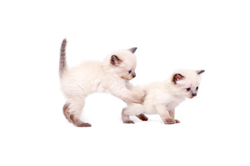 Beautiful little siamese kittens are playing on camera. Isolated on white background.