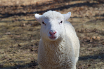 young sheep white lamb portrait isolated
