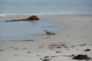 Rostbrachvogel an der Küste von Pebble Beach 