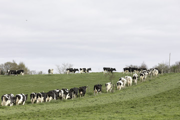 Obraz premium vache en file