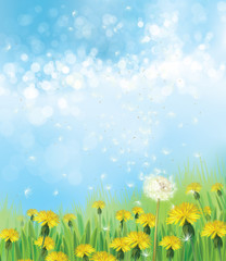 Obraz na płótnie Canvas Vector nature background, dandelions flowers field and blue sky.