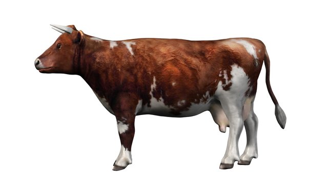 Cow - brown white cow  isolated on white background