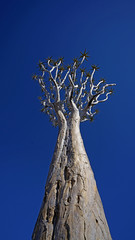 Quiver Tree in Fish River Canyon, Namibia
