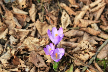 Blühender Krokus (Krokusse) im Frühling