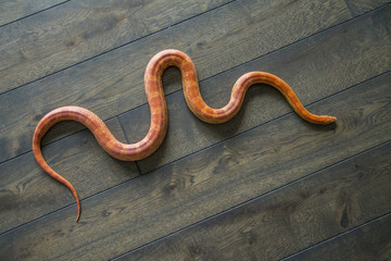 cornsnake