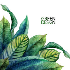 Watercolor heliconia leaves © Ekaterina Glazkova