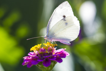 White Cabbage butterfly on pink zinnia flower macro photo. Pieris brassicae butterfly