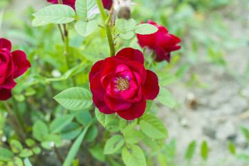 Hybrid Tea rose red flower in garden top view