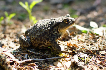 A forest toad is preparing to jump, the sun illuminates a small glade