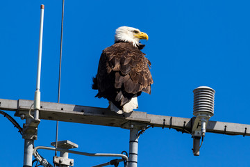 American Bald Eagle on Communication Tower